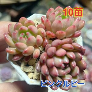 エケベリア　ピンクルビー　10苗セット 多肉植物　組み合わせ自由