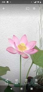 花ハス 古代蓮花