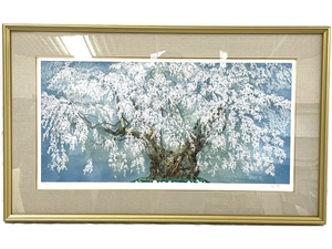 中島千波 坪井の枝垂桜 299/300 絵画 中古 T8539487