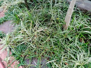 【オリヅルラン ５株】　観葉植物　花壇　植木鉢　水栽培　グランドカバー　雑草対策