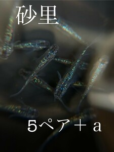 メダカ現物！即決価格！チャチャめだか様血統砂里5ペア＋@ユリシスサファイア王華夜桜黄桜天界好きに めだか 冬超しメダカ現物