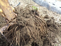 ■ 　山ウド大株　畑で育てる山の山菜　自然の風味　長く食べられる若芽の天ぷら　(40)_画像10