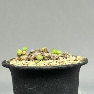 23 Tylecodon decipiens / チレコドン デシピエンス 発根済 [検索] メセン リトープス オフタルモフィルム ブルゲリ グラキリス パキプス