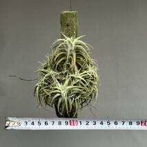 1 Tillandsia ionantha var.vanhyningii / チランジア イオナンタ バンハイニンギー [検索] ティランジア ドラティ キセログラフィカ _画像8