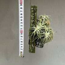 1 Tillandsia ionantha var.vanhyningii / チランジア イオナンタ バンハイニンギー [検索] ティランジア ドラティ キセログラフィカ _画像7