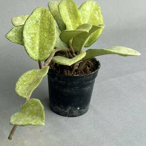 Hoya carnosa Nova Ghost / ホヤ カルノーサ ノヴァ ゴースト [検索] サクララン パキクラダ ウンデュラータ モンステラ 斑入り 