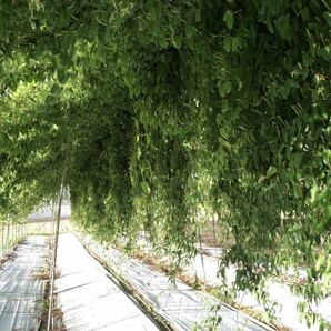 値下げ 栃木県産 自然薯 1kg 真空パックの画像6