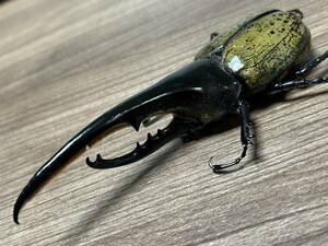 【chaser1106】標本用死虫 へラクレスオオカブト 　♂161mm