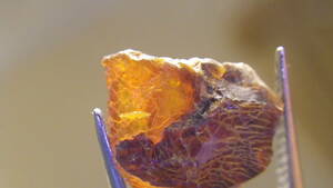 岩手県、久慈産の琥珀です。　残２セット　有名産地　国産の宝石