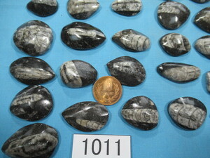 ◆直角石（オウムガイ）小◆50個セット◆2.5cm～4cm◆No.1011◆送料無料