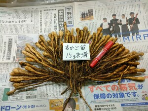 ｍｎ15−100・むかご一本苗・15ｇ未満（目安10〜15ｇ）の種芋・自然薯種芋・100本・殺菌剤処理済！