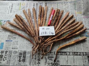 ◎ｍ‐20☆自然薯・じねんじょ種芋（首）・1年バイオ（1BIO）23本・1㎏　芽無し含む