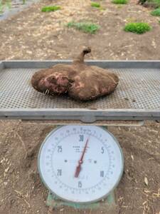 Purpleyama potato Horijo Около 1,3 кг мурасакия мамимо Торо Органический домашний сад Kumamoto доставка включена