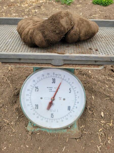 紫山芋　堀上時　1.900㎏程度　ムラサキヤマイモ　とろろ　有機栽培　家庭菜園　熊本　送料込み