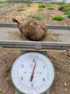 紫山芋　堀上時　1.900㎏程度　ムラサキヤマイモ　とろろ　有機栽培　家庭菜園　熊本　送料込み