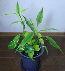  dracaena sun te rear -na pothos ....5 number pot 