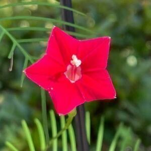 『星型ルコウソウ』　るこう草の種子　赤　蔓性　朝顔　縷紅草　星形ルコウソウの種　星形縷紅草