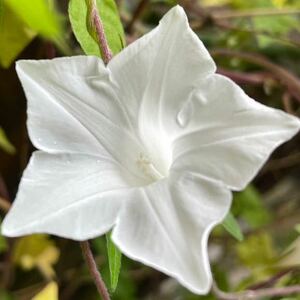 Kikyo цветут утренние славы виды белые виды asagao asaga no vios bloom белый