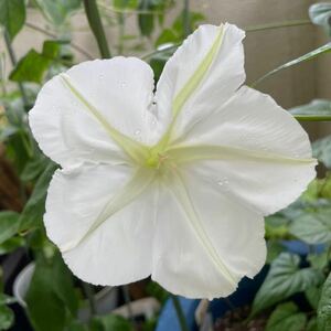 白花夕顔の種子　夜顔　ヨルガオの種　夏から秋の夕方から咲く大きな白い花　ユウガオの種