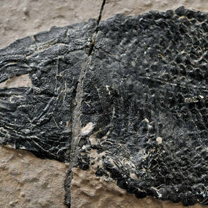 【化石】 古代魚 石板 縦幅：21.5㎝ 横幅：17㎝ 厚み：1.3㎝ 重量：1.2kg ● 2402003-3の画像6