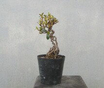 小品　根上がり　さつき盆栽　　　　◆日照の光◆　　　鉢　　　３号深_画像9
