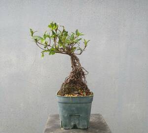 小品　根上がり　さつき盆栽　　　　◆好月の誉◆　　　鉢　　　９＊９ｃｍ