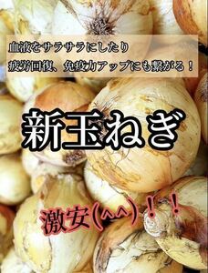 送料無料！ 新玉ねぎ 20kg サイズ混合 熊本県産 ②