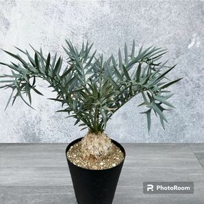 ★エンセファラルトス ホリダス★発根済み★南アフリカ原産 大型15cm 超美株 Horridus Encepharaltos 国内フラッシュ ドワーフ アガベの画像1