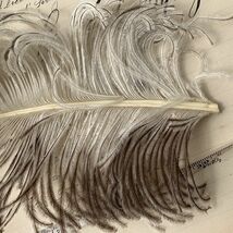 フランスアンティーク　オーストリッチフェザー　ツートン　ostrich　Feather　ディスプレイ_画像6