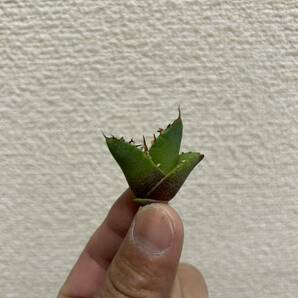 アガベ チタノタ agave titanota Juggernaut ×Fo076 ハイブリッドの画像4
