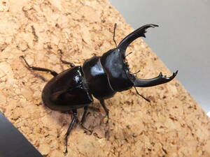 Dorcus lineatopunctatus　ドルクスリネアトプンクタトゥス（ウスバオオクワガタ）　♂５９mm　№２