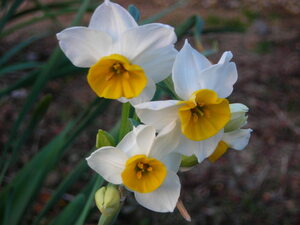 ●日本水仙　掘り起こし済　30球　球根のみ　花壇に　安価第四種郵便（植物）発送●