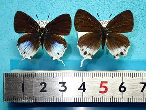 外国産蝶標本　キアナウラフチベニシジミ　Ａ－～Ｂ　pair　マレーシア・クンダサン　産　
