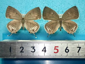 国産蝶標本　ウスイロオナガシジミ　Ａ-２exs 北海道・函館市　産