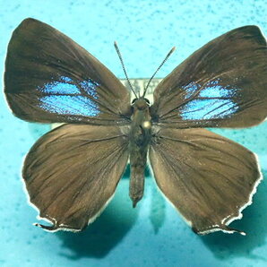 国産蝶標本 キリシマミドリシジミ Ａ－２pair 静岡県・静岡市・葵区 産の画像4