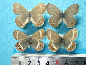  domestic production butterfly specimen white Obi himehikageA-4exs( table 2* reverse side 2) Hokkaido * day height block * thousand . production other 