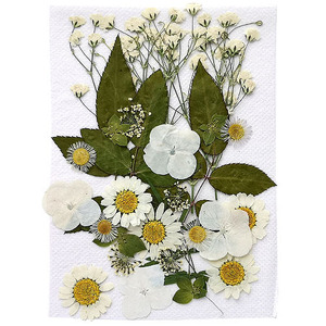  pressed flower Mix white group 14×10cm size 1 sheets 2209 pf21 that day shipping 