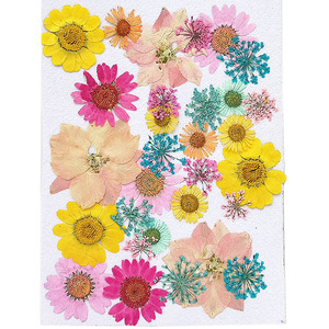  засушенный цветок Mix красочный 14×10cm размер 1 листов 2209 pf22 этот день отправка 