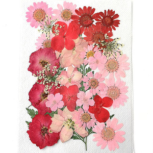  pressed flower Mix pink * red group 14×10cm size 1 sheets 2209 that day shipping pf20