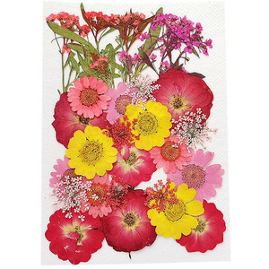  засушенный цветок Mix красный * розовый * желтый 14×10cm размер 2209 1 листов этот день отправка pf24