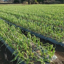 青森県産　Mサイズ　2kg　　にんにく　福地ホワイト六片種_画像6