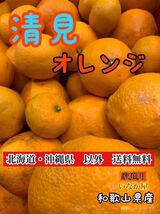 和歌山県　清見　オレンジ　フルーツ　家庭用　b品　セール　早い者勝ち　柑橘 _画像1