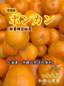 ポンカン　家庭用　b品　和歌山県　有田　みかん　数量限定　フルーツ　b品　セール　早い者勝ち