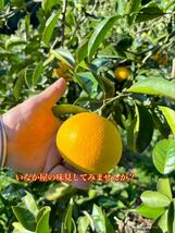 残り少し　和歌山県産　八朔　はっさく　柑橘　フルーツ　みかん　家庭用　早い者勝ち_画像4