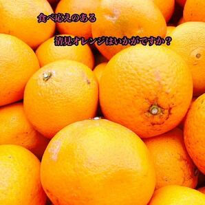 和歌山県 清見 オレンジ フルーツ 家庭用 b品 セール 早い者勝ち 柑橘 の画像2