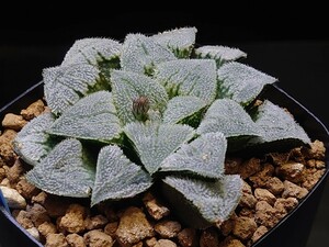 ハオルチア☆♀白銀青木x♂ウルフゼブラKNS2☆Haworthia