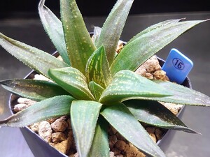 ハオルチア☆ブラックウルフ☆Haworthia