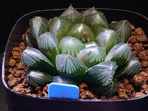 ハオルチア☆ブラック水晶オブツーサ☆Haworthia_画像4