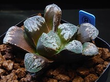 ハオルチア☆♀シルバニアボールKN−1x♂Q-Tip☆Haworthia_画像1