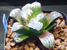 ハオルチア☆♀シルバニアボールKN−1x♂Q-Tip☆Haworthia_画像5